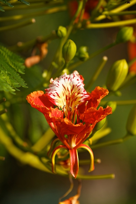 Suan Luang-JUN14-104